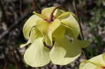 Yellow trumpets